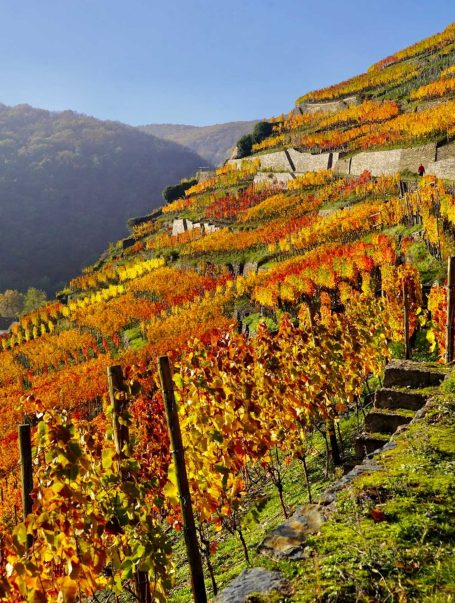 Ahrtal, Weinberge im Herbst